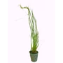 Kép 1/3 - Eleocharis vivipara