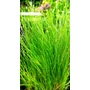 Kép 3/3 - Eleocharis vivipara