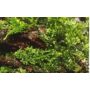 Kép 3/3 - Tropica Riccardia chamedryfolia portion