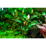 Kép 2/4 - Tropica Bucephalandra pygmaea 'Bukit Kelam' 1-2 grow!