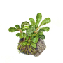 Kép 4/4 - Tropica Bucephalandra pygmaea 'Bukit Kelam' 1-2 grow!