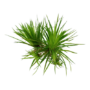 Kép 3/3 - Tropica Eriocaulon cinereum 1-2-Grow!   (steril - zselés)
