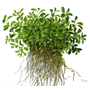 Kép 2/3 - Tropica Glossostigma elatinoides 1-2-Grow!   (steril - zselés)