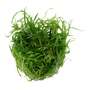 Kép 3/3 - Tropica Helanthium tenellum 'Green' 1-2-Grow!   (steril - zselés)