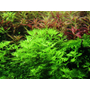 Kép 3/4 - Tropica Hottonia palustris 1-2-Grow! (steril - zselés)