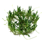 Kép 3/3 - Tropica Littorella uniflora 1-2-Grow!   (steril - zselés)