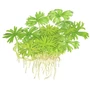 Kép 2/3 - Tropica Ranunculus inundatus 1-2-Grow!   (steril - zselés)