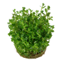 Kép 3/3 - Tropica Rotala 'Bonsai' 1-2-Grow!   (steril - zselés)
