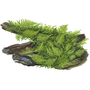 Kép 2/3 - Tropica Vesicularia dubyana 'Christmas' 1-2-Grow!   (steril - zselés)