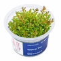 Kép 1/3 - Rotala sp. ’H’ra’ - steril, zselés