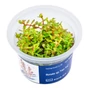 Kép 1/3 - Rotala sp.'Yao Yai' - steril, zselés