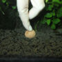 Kép 6/8 - JBL 7 + 13 Kugeln - lassú felszívódású tápgolyó akváriumi növények gyökeréhez