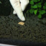 Kép 7/8 - JBL 7 + 13 Kugeln - lassú felszívódású tápgolyó akváriumi növények gyökeréhez