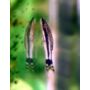 Kép 2/2 - Törpe szívóharcsa - Otocinclus affinis