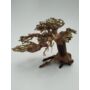 Kép 3/5 - Bonsai Wood - Bonsai fa 15 -20 cm /db
