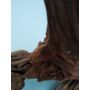 Kép 4/4 - Mangrove 15-40cm / kg