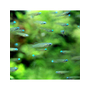 Kép 2/2 - Norman fénylőszemű hala - Poropanchax normani