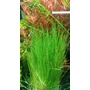 Kép 2/2 - Eleocharis acicularis - kosaras