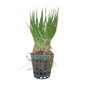 Kép 1/2 - Eleocharis acicularis - kosaras