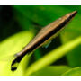 Kép 1/2 - Egycsíkos ceruzahal - Nannostomus unifasciatus