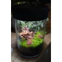 Kép 2/7 - Aqua Art VivoVerde Micro terrarium, beépített világítással